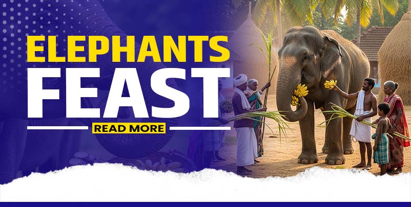 World Elephant Day, Elephant feast, How to help elephants, Kokan NGO India
